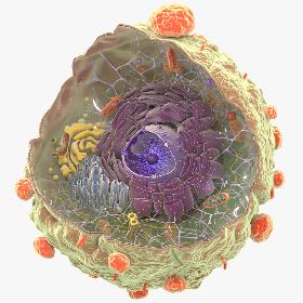 3D Cancer Cell Structure model